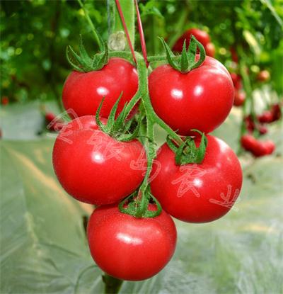 番茄病虫害防治